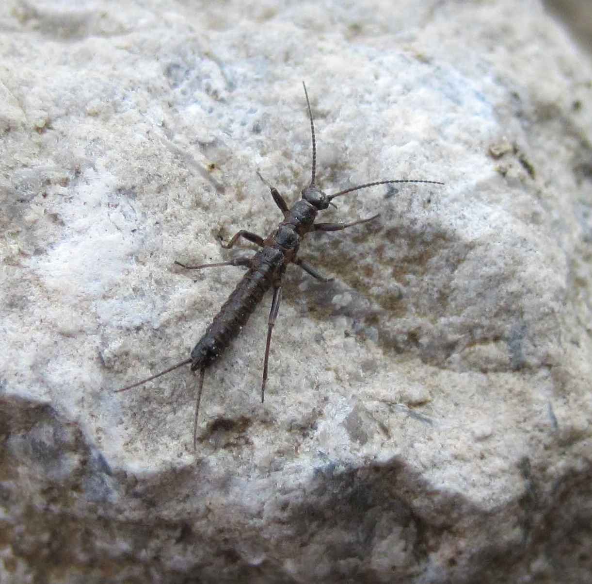 allovivi_male